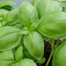 seeds 2021 basil herb seeds- genovese- heirloom- 300