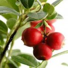 100 seeds perennial cranberry american vaccinium macrocarpon red fruit bush