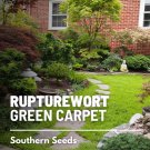 100 seeds rupturewort - green carpet medicinal & edible ground cover