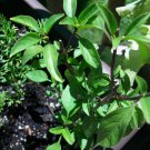 100 licorice basil* seeds* gourmet * culinary