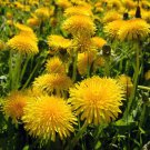 seeds 300 dandelion (taraxacum officinale).