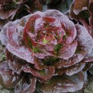 seeds romaine cimarron lettuce 600 red vegetable garden heirloom