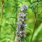 250 seeds japanese catnip herb purple flower jing jie schizonepeta tenuifolia