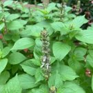 seeds lemon basil (200) / organic florida grown culinary herb
