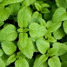 seeds lemon balm | herb garden vegetable non gmo basil citrus tea mint seed