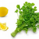 25 seeds organic dwarf lemon cilantro coriander spice coriandrum sativum herb