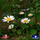 250 seeds feverfew herb tanacetum parthenium non-gmo garden btgo 75% off