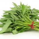 seeds 500 | large leaf water spinach ong choy hạt rau muống lá lớn