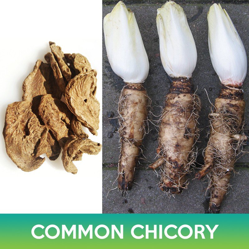 common chicory seeds, forage