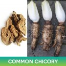 common chicory seeds, forage