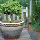 40 seeds littleleaf boxwood korean buxus microphylla koreana shrub