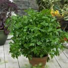 seeds 250 italian giant flat leaf parsley , heirloom non-gmo-always fresh