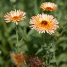 seeds 2,000 calendula officinalis (triangle flashback marigold) |