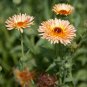 seeds 2,000 calendula officinalis (triangle flashback marigold) |