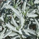 100 white sage salvia apiana seed pack -over seeds-