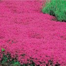 100 seeds creeping thyme pink purple ground cover perennial herb fragrant rare