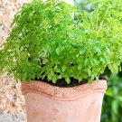 500 seeds dwarf greek basil ocimum basilicum fragrant spicy small leaf herb