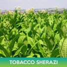 seeds tobacco shirazi