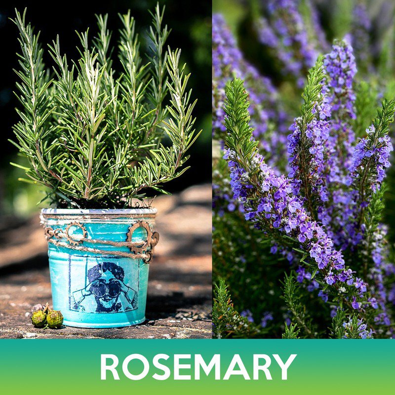 seeds rosemary