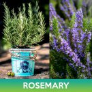 seeds rosemary