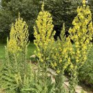 100 seeds mullein (verbascum densiflorum) - medicinal herb