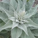 150 seeds 2022 mullein from harvest garden herbs herbalist love this plant