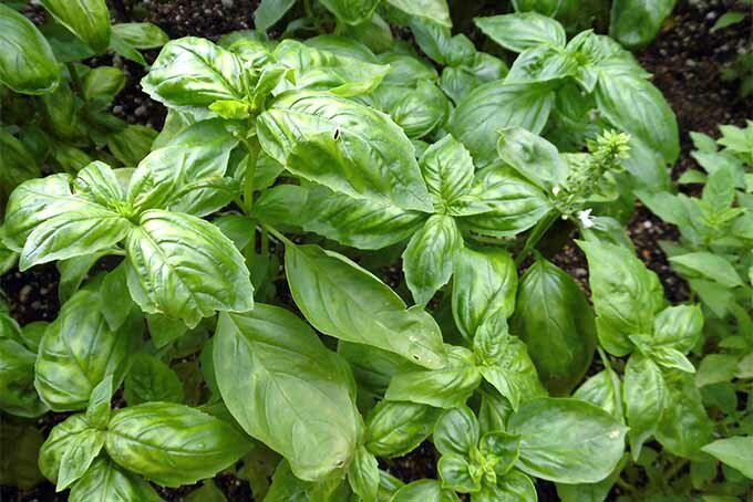 seeds basil italian large leaf heirloom 200 100% organic non gmo grown in
