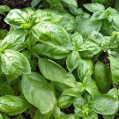 seeds basil italian large leaf heirloom 200 100% organic non gmo grown in