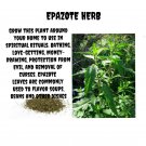 seeds epazote herb organic