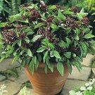 300 seeds basil licorice great garden herb by seed kingdom