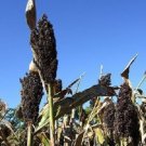 50 seeds organic black amber cane sorghum / sugar bicolor *comb s/h