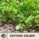 1000 cutting celery seeds, open-pollinated, culinary herb, non-gmo, genuine