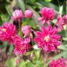 50 seeds clementine red double columbine aquilegia vulgaris flower