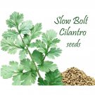 50 cilantro – slow bolt variety. seeds. heirloom. continual harvest.