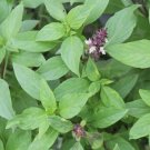 clove scented basil, 100 seeds. organic~heirloom~non-gmo~ .