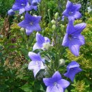 1,000 balloon flower toraji platycodon grandiflorus non-gmo