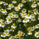 seeds chamomile * german variety*apple scented*teas & potpourri's* flowering*
