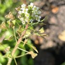 500 seeds  organic shepherd's purse * capsella ji cai naengi 荠菜