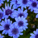 50 seeds the blues blue daisy felicia heterophylla kingfisher flower *comb s/h