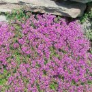 seeds thyme creeping great garden herb by seed kingdom 3,000