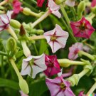 1500 jasmine flowering tobacco (nicotiana alata) flower, seed mix, non-gmo herb