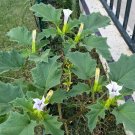 100 seeds about datura stramonium, jimson weed, thorn apple, devil's trumpet