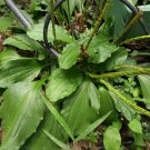 500 organic plantago major broadleaf plantain seeds.native perennial herb.