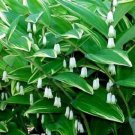 15 seeds solomons seal polygonatum canaliculatum flower