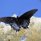 50 seeds white butterfly bush buddleja davidii hummingbird flower *flat s/h