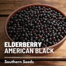 50 seeds elderberry, american black - culinary & medicinal non gmo