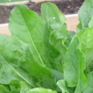seeds french sorrel - heirloom lettuce herb- 400 grown for