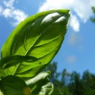 seeds 200 italian large leaf basil heirloom non-gmo , fresh