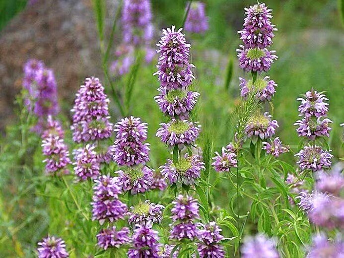 400 seeds  lemon mint . non-gmo garden heirloom herbs hummingbird