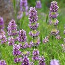 400 seeds  lemon mint . non-gmo garden heirloom herbs hummingbird